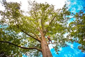 How Our Tree Care Process Works  in  Shawano, WI