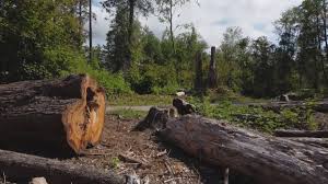 Best Commercial Tree Services  in Shawano, WI