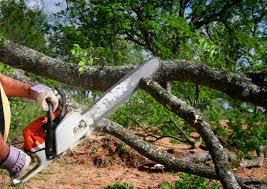 Best Tree Risk Assessment  in Shawano, WI