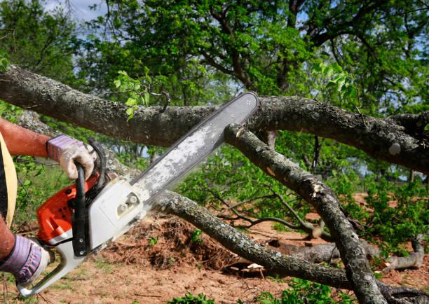 Professional Tree Services in Shawano, WI